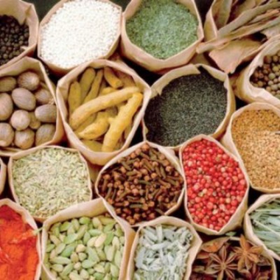 گیاهان دارویی اورتیکا در بابلسر