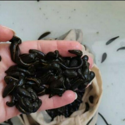 عطاری فندق در گرگان