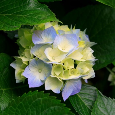 شركت حمل و نقل اصفهان گردونه