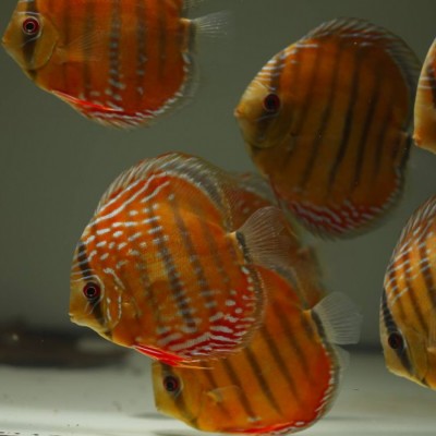 آکواریوم و لوازم جانبی دیسکس شاپ (قاره هفتم) در تهران