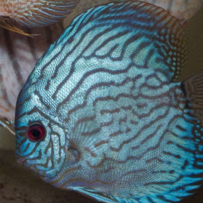 آکواریوم و لوازم جانبی دیسکس شاپ (قاره هفتم) در تهران