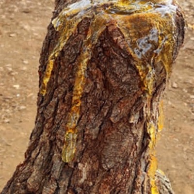 مزرعه خداقوت در ایرانشهر