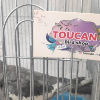 پرنده سرای توکان در قائمشهر