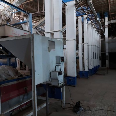 شالیکوبی برنج احسان در فریدونکنار