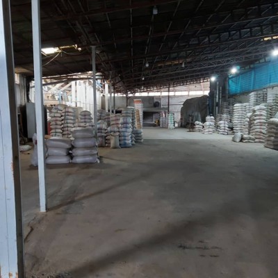 شالیکوبی برنج احسان در فریدونکنار