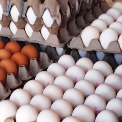 تخم مرغ فروشی اباذری در گرگان