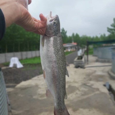 ماهی سرای امیر در لنگرود