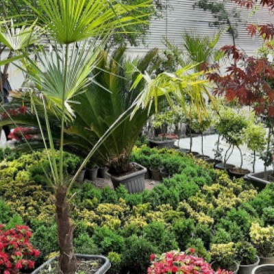 گلخانه و باغ نسترن در کرمانشاه