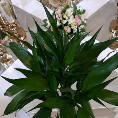 خانه عقد برلیان در آمل