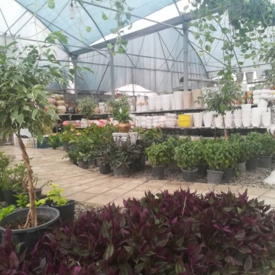 گل و گیاه گاردن سیتی در محمودآباد