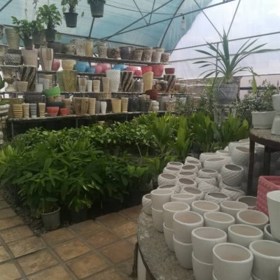 گل و گیاه گاردن سیتی در محمودآباد