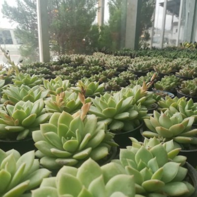 گل و گیاه گاردن سیتی در محمودآباد