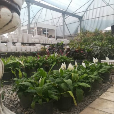 گل و گیاه گاردن سیتی در محمودآباد