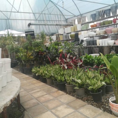 گل و گیاه گاردن سیتی در محمودآباد