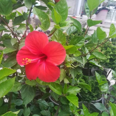 گل و گیاه گاردن سیتی در محمودآباد