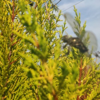 گل و گیاه ساحل فضل اله زاده در محمودآباد