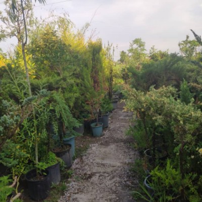 گل و گیاه ساحل فضل اله زاده در محمودآباد