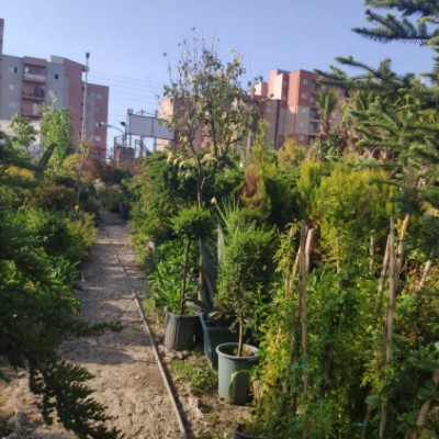 گل و گیاه ساحل فضل اله زاده در محمودآباد