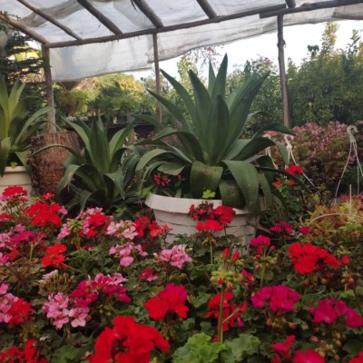 گل و گیاه ساحل فضل اله زاده در محمودآباد