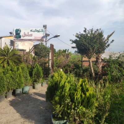 گل و گیاه ساحل فضل اله زاده در محمودآباد