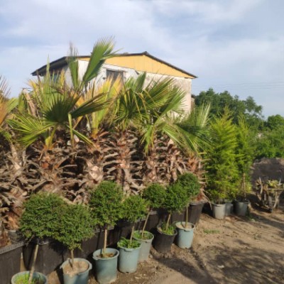 گل و گیاه ساحل فضل اله زاده در محمودآباد