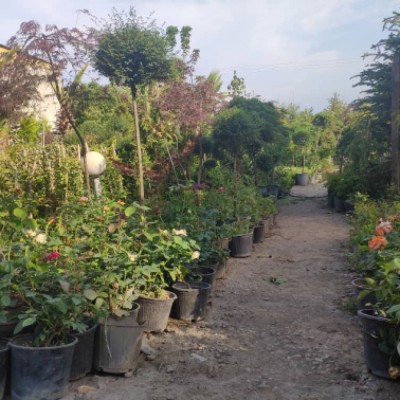 گل و گیاه ساحل فضل اله زاده در محمودآباد