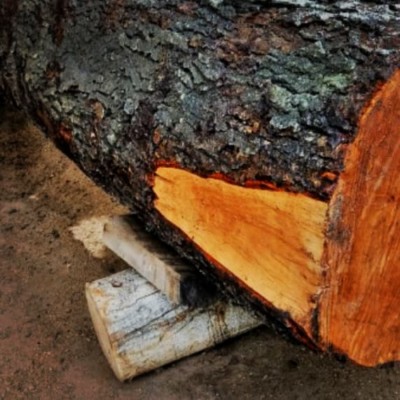 چوب فروشی رضا بجوانی در کرج