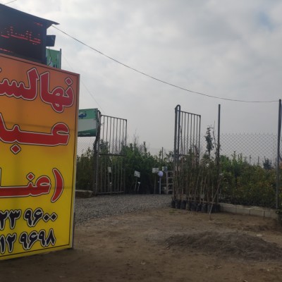نهالستان عناب در کیاکلا