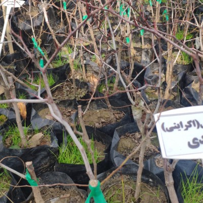 نهالستان عناب در کیاکلا