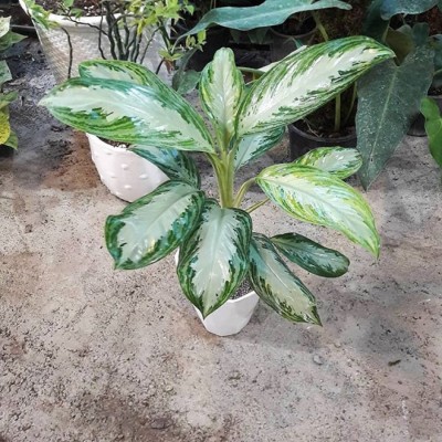 گلخانه باغ آسمون در محمودآباد