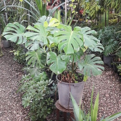 گلخانه باغ آسمون در محمودآباد