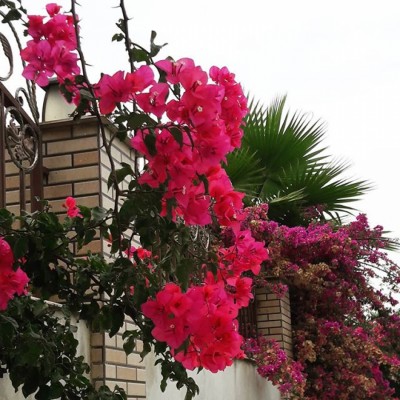 گلخانه باغ آسمون در محمودآباد