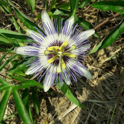 گلخانه باغ آسمون در محمودآباد