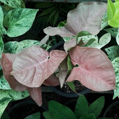 گلخانه باغ آسمون در محمودآباد