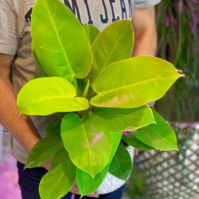 گلخانه آقا سهراب در مشهد