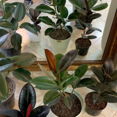 گلخانه آقا سهراب در مشهد