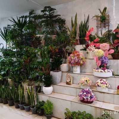 گل فروشی گلسا در اصفهان