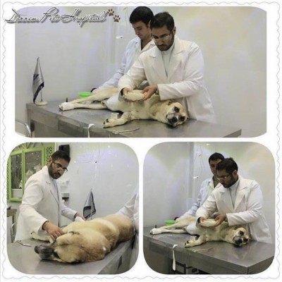 بیمارستان شبانه روزی دامپزشکی درین در تهران