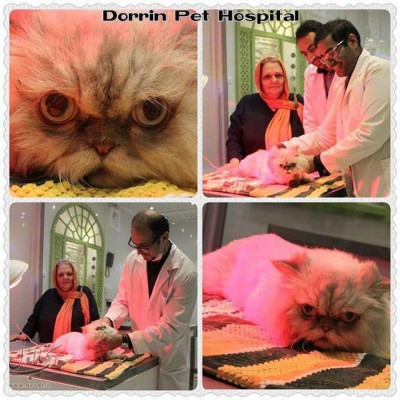 بیمارستان شبانه روزی دامپزشکی درین در تهران