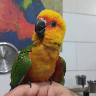 کلینیک دامپزشکی دکتر زاهدزاده در اهواز