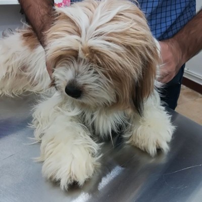 کلینیک دامپزشکی دکتر زاهدزاده در اهواز