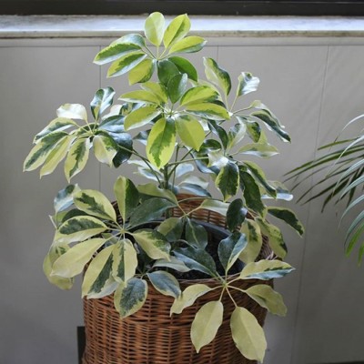 گلخانه طراوت در قائمشهر