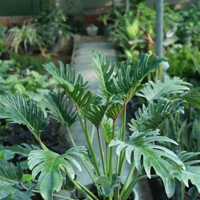 گلخانه طراوت در قائمشهر