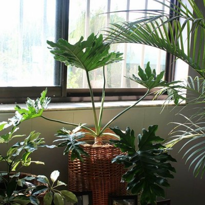 گلخانه طراوت در قائمشهر