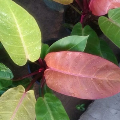 گلخانه طراوت در قائمشهر