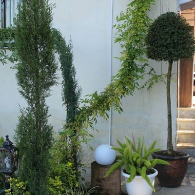 گلخانه طراوت در قائمشهر