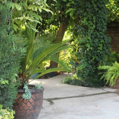 گلخانه طراوت در قائمشهر