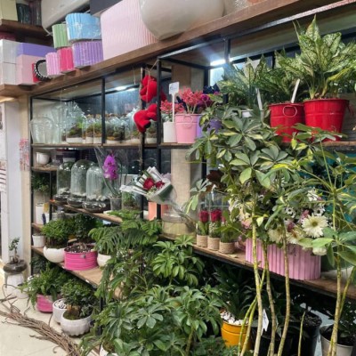 گل فروشی افشین در گرگان