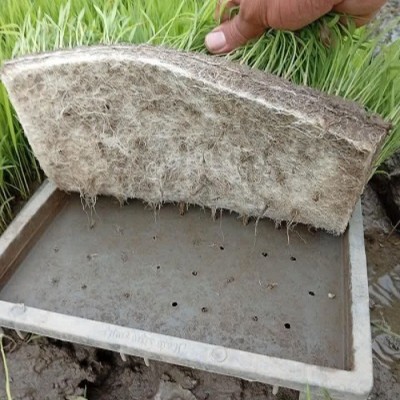 بهترین بانک نشا برنج در آمل - بانک نشا میلاد ترنج