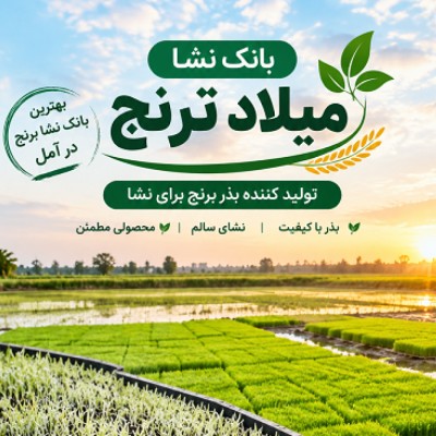 بهترین بانک نشا برنج در آمل - بانک نشا میلاد ترنج